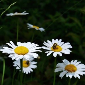 Meet your Posher, Zadie